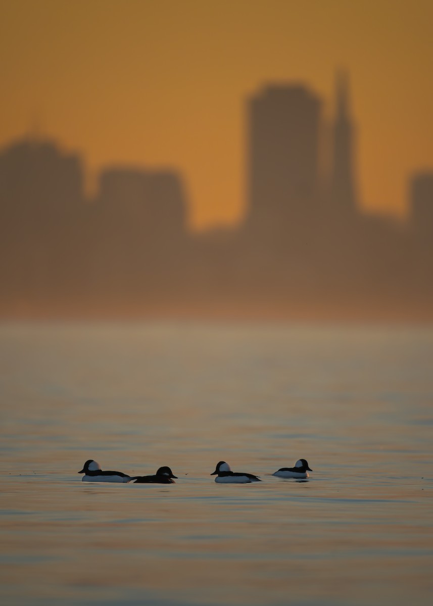 Bufflehead - ML627638971