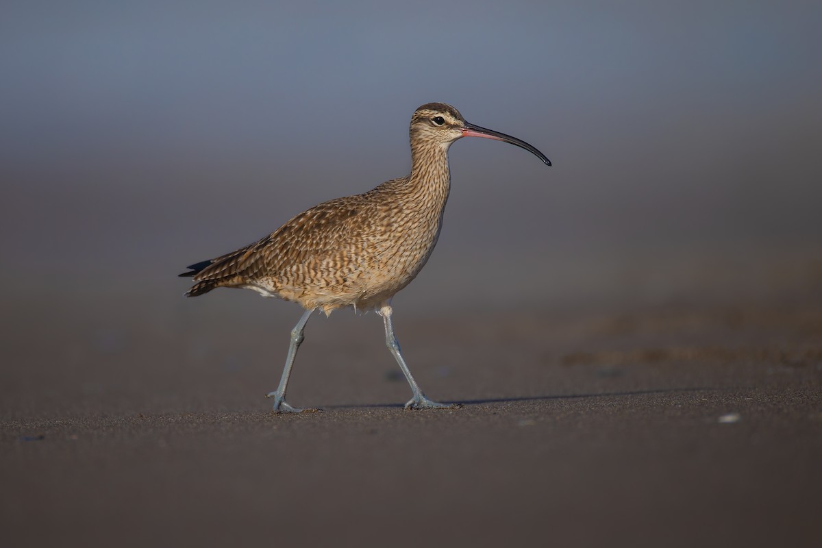 Hudsonian Whimbrel - ML627638977