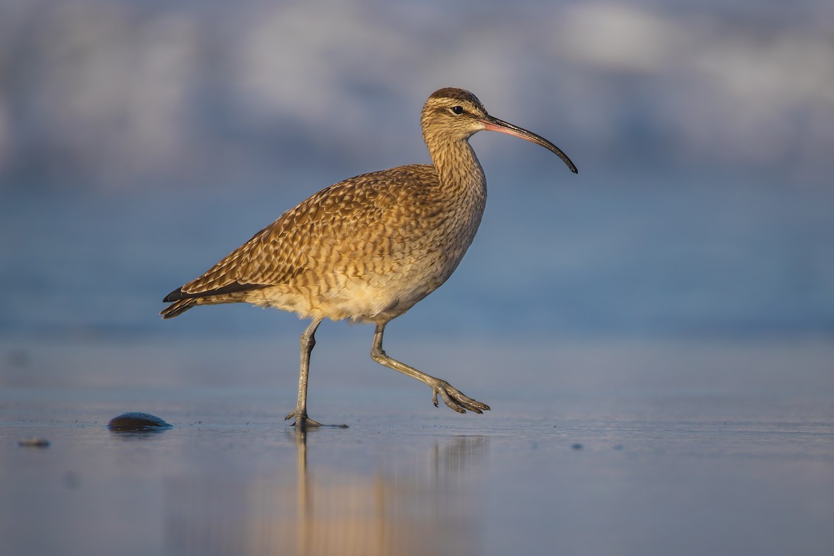 Hudsonian Whimbrel - ML627638978