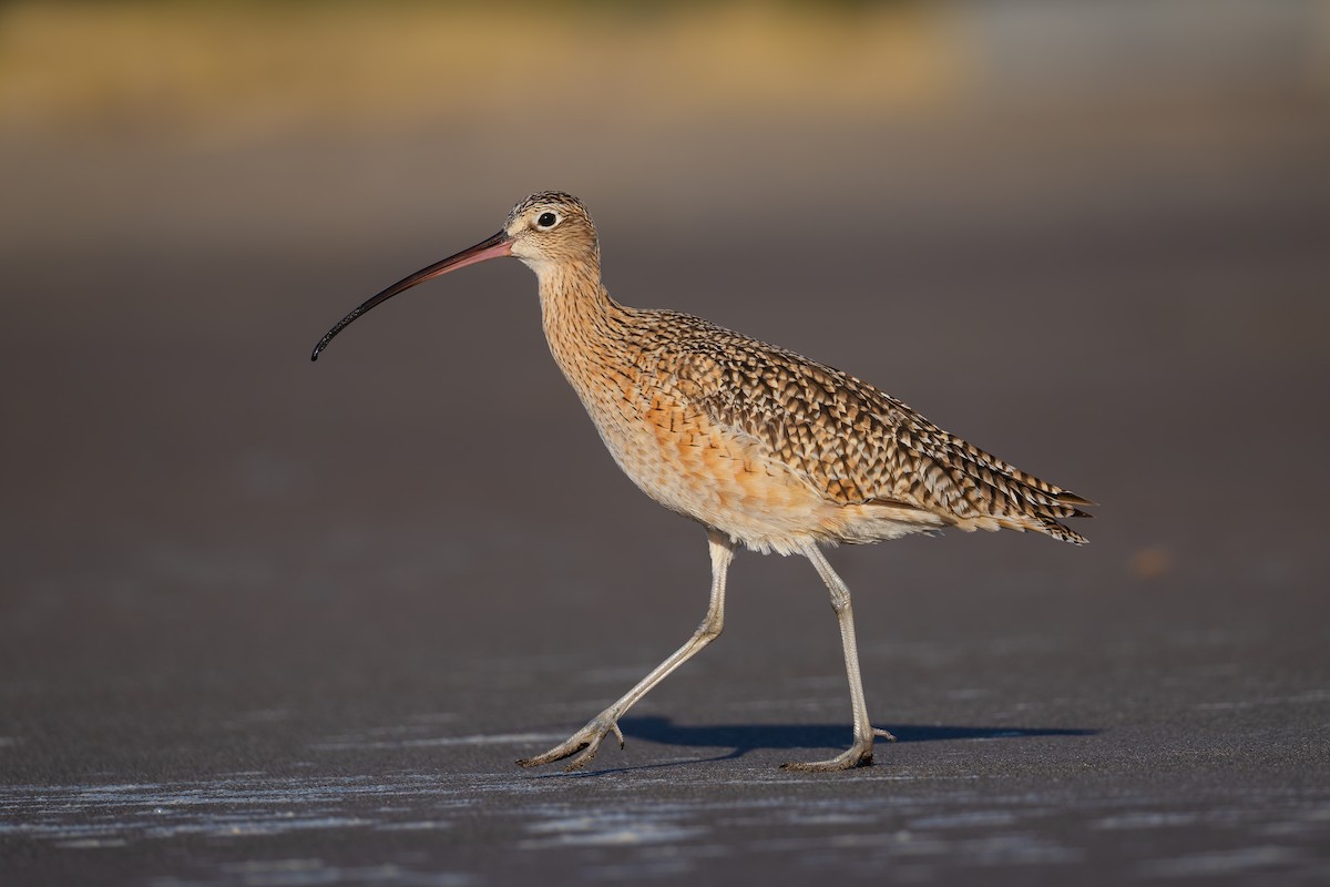 Long-billed Curlew - ML627638980
