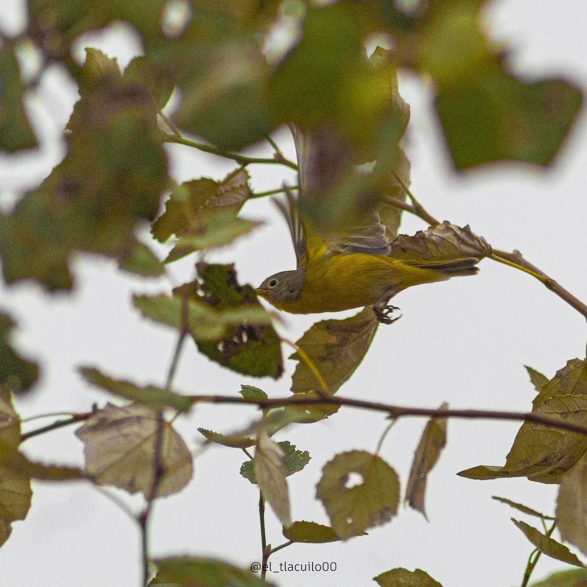 Nashville Warbler - ML627639001