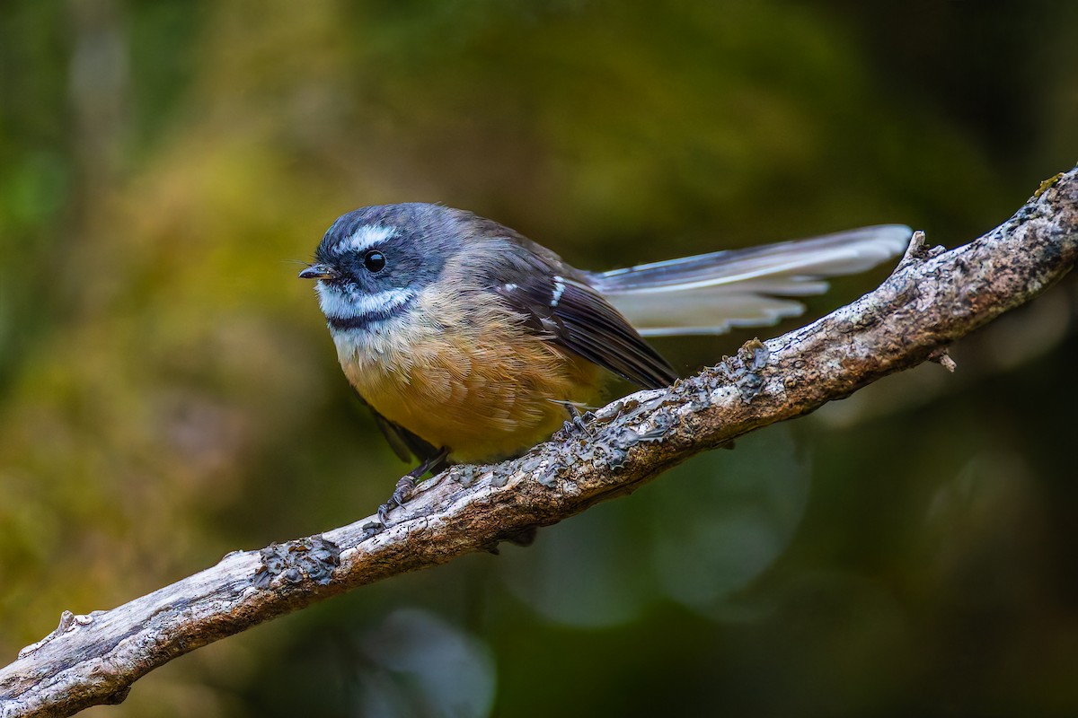 New Zealand Fantail - ML627639074