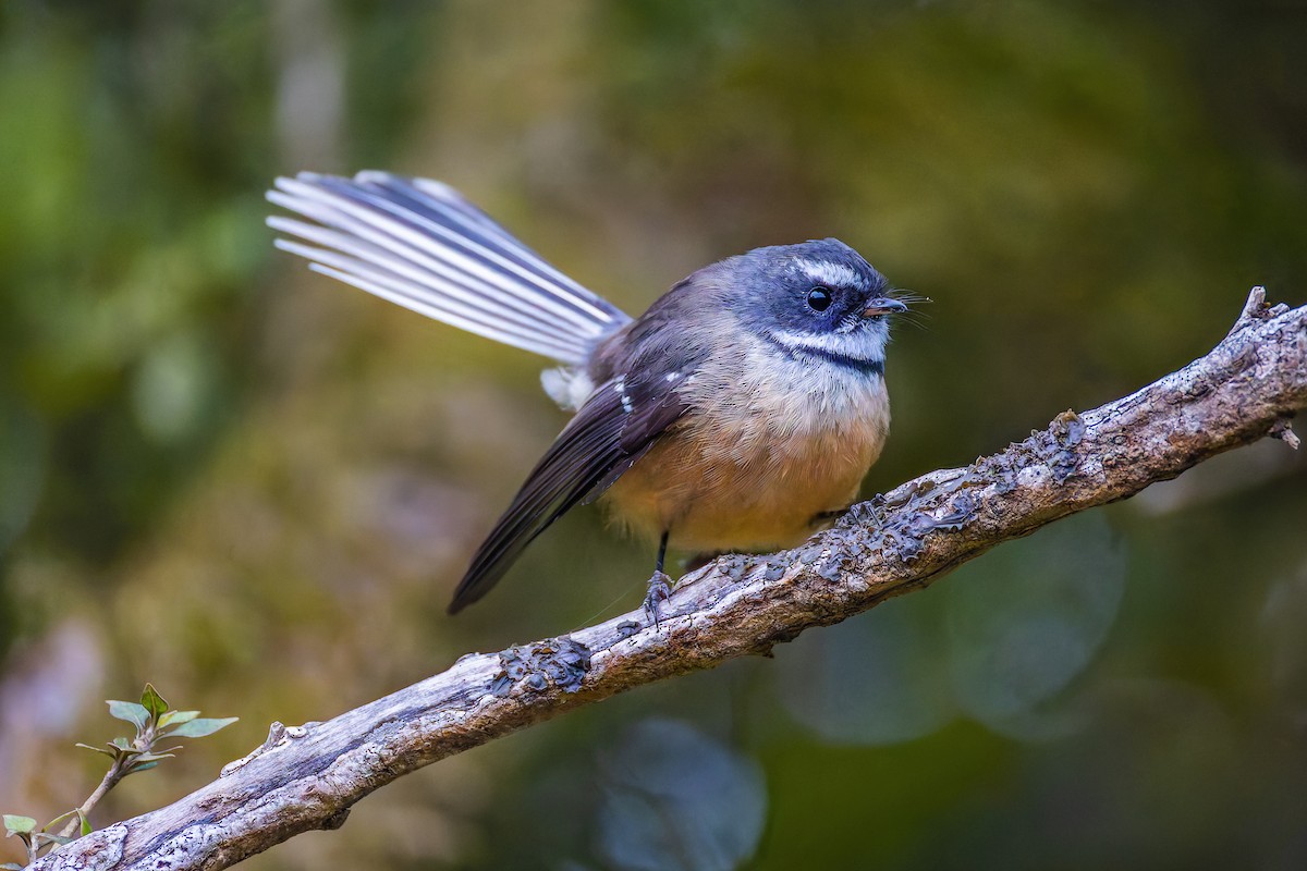New Zealand Fantail - ML627639075