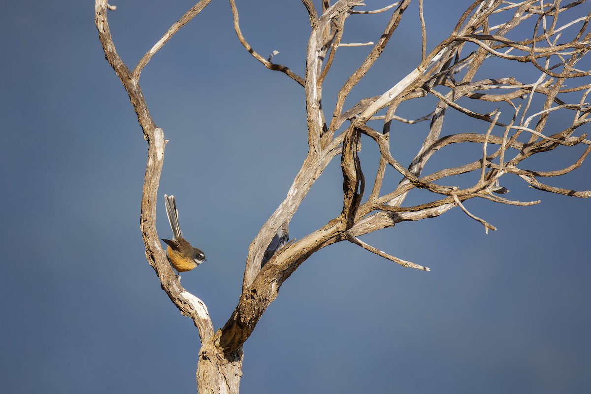 New Zealand Fantail - ML627639082