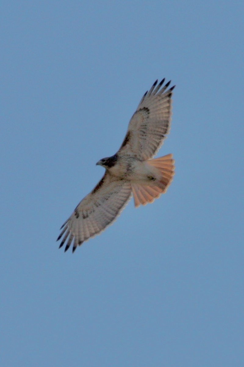 Red-tailed Hawk - ML627639317