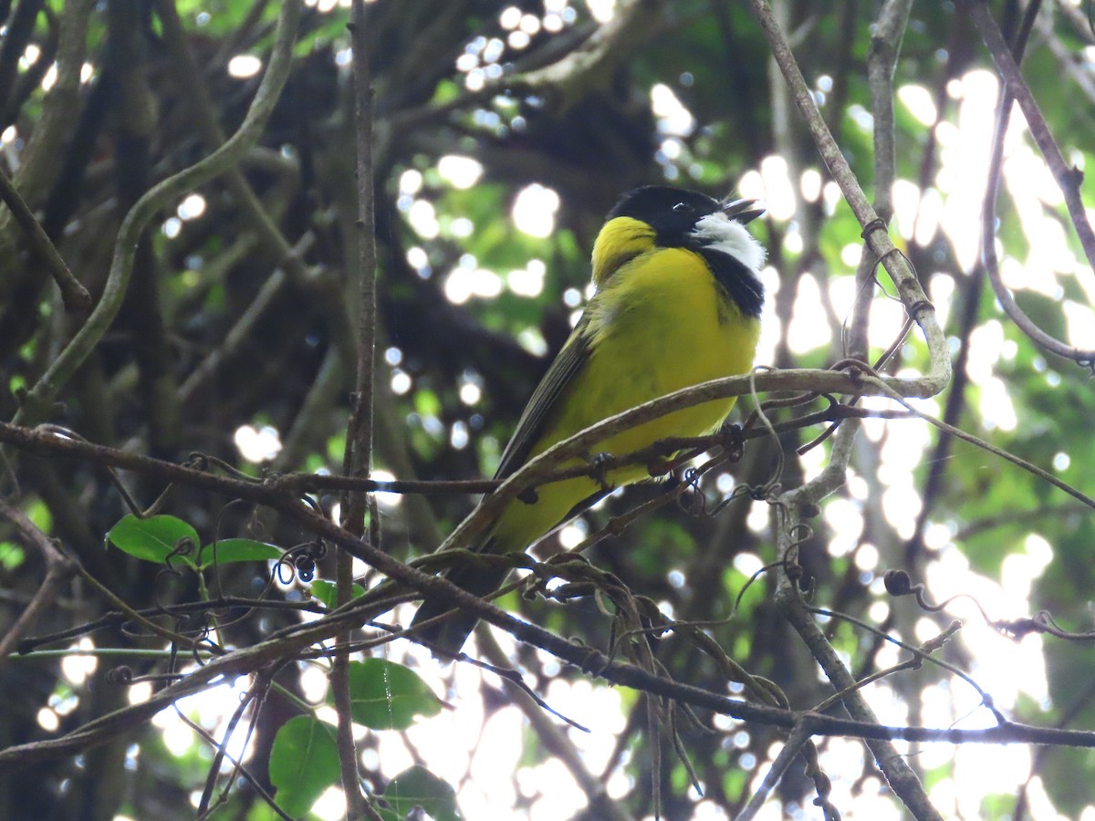 Golden Whistler (Eastern) - ML627639595