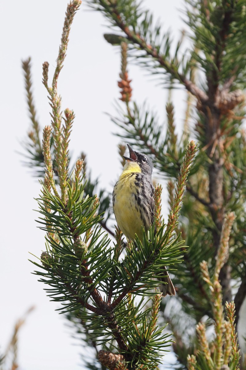 Kirtland's Warbler - ML627639654