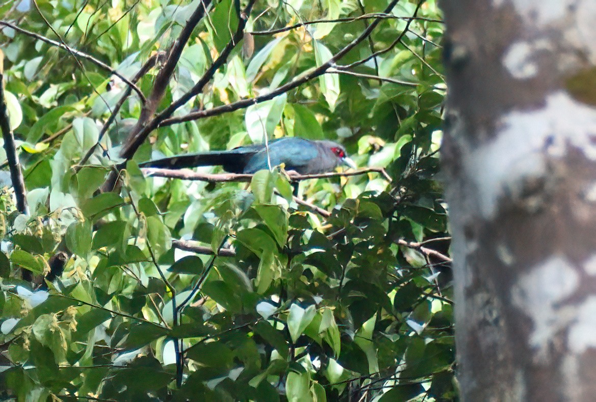 Black-bellied Malkoha - ML627639708