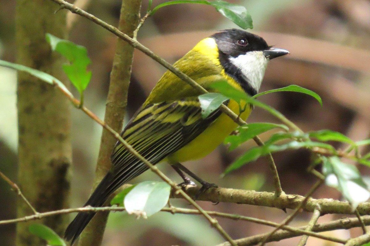 Golden Whistler (Eastern) - ML627639714