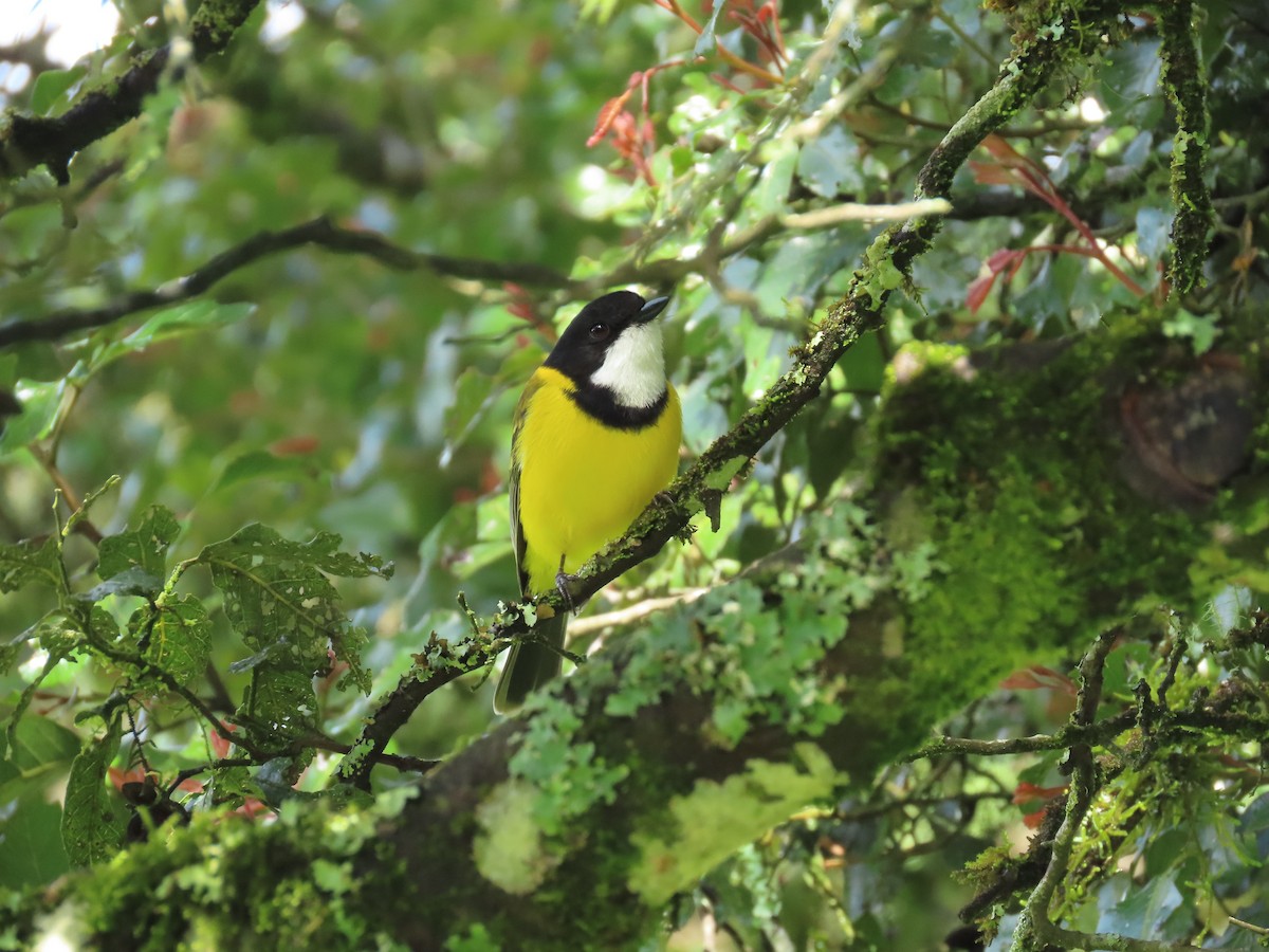 Golden Whistler (Eastern) - ML627639715