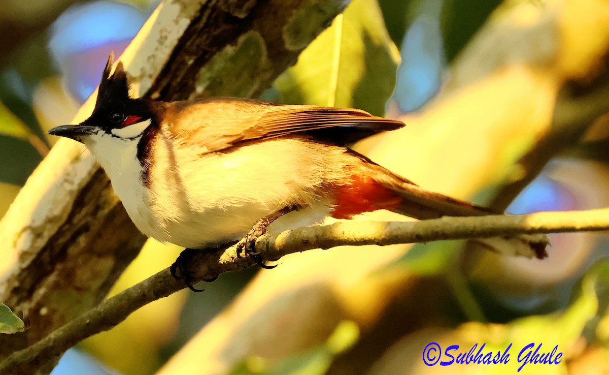 Red-whiskered Bulbul - ML627639747