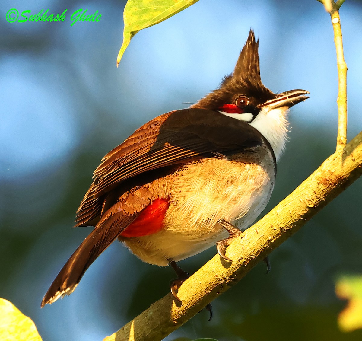 Red-whiskered Bulbul - ML627639748