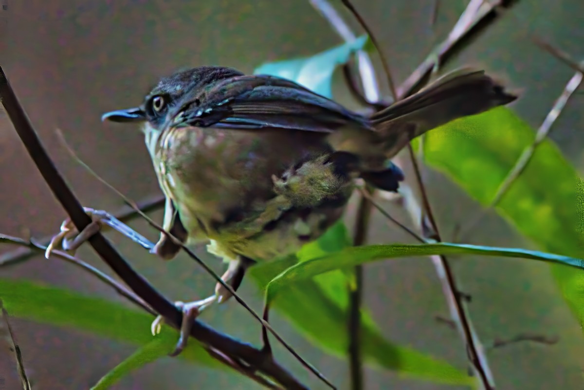 White-browed Scrubwren (White-browed) - ML627639779