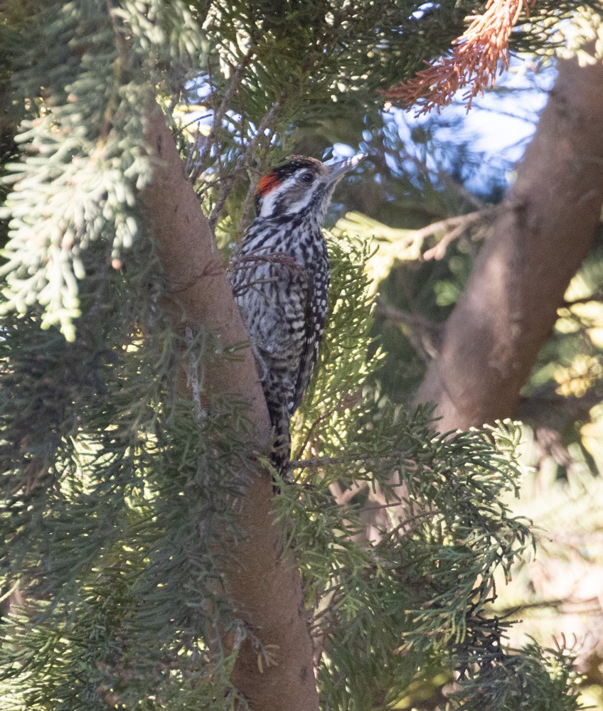 Дятел чилійський - ML627639780