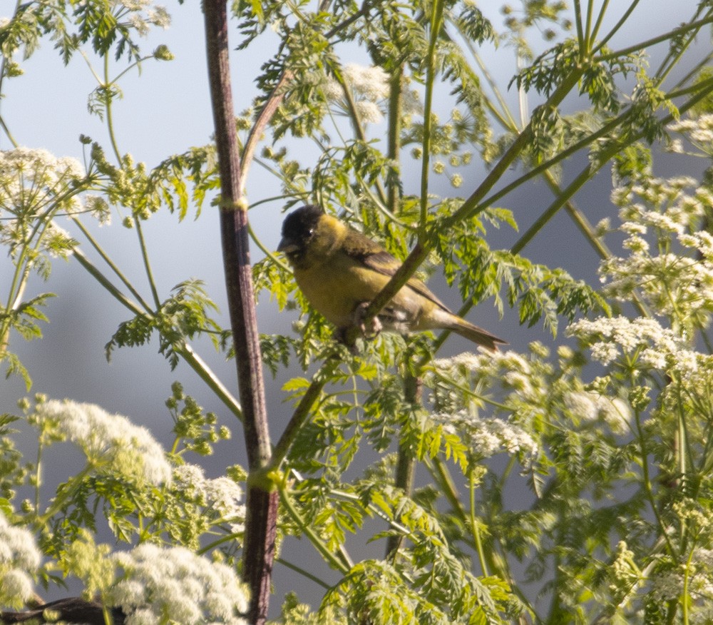 Black-chinned Siskin - ML627639793