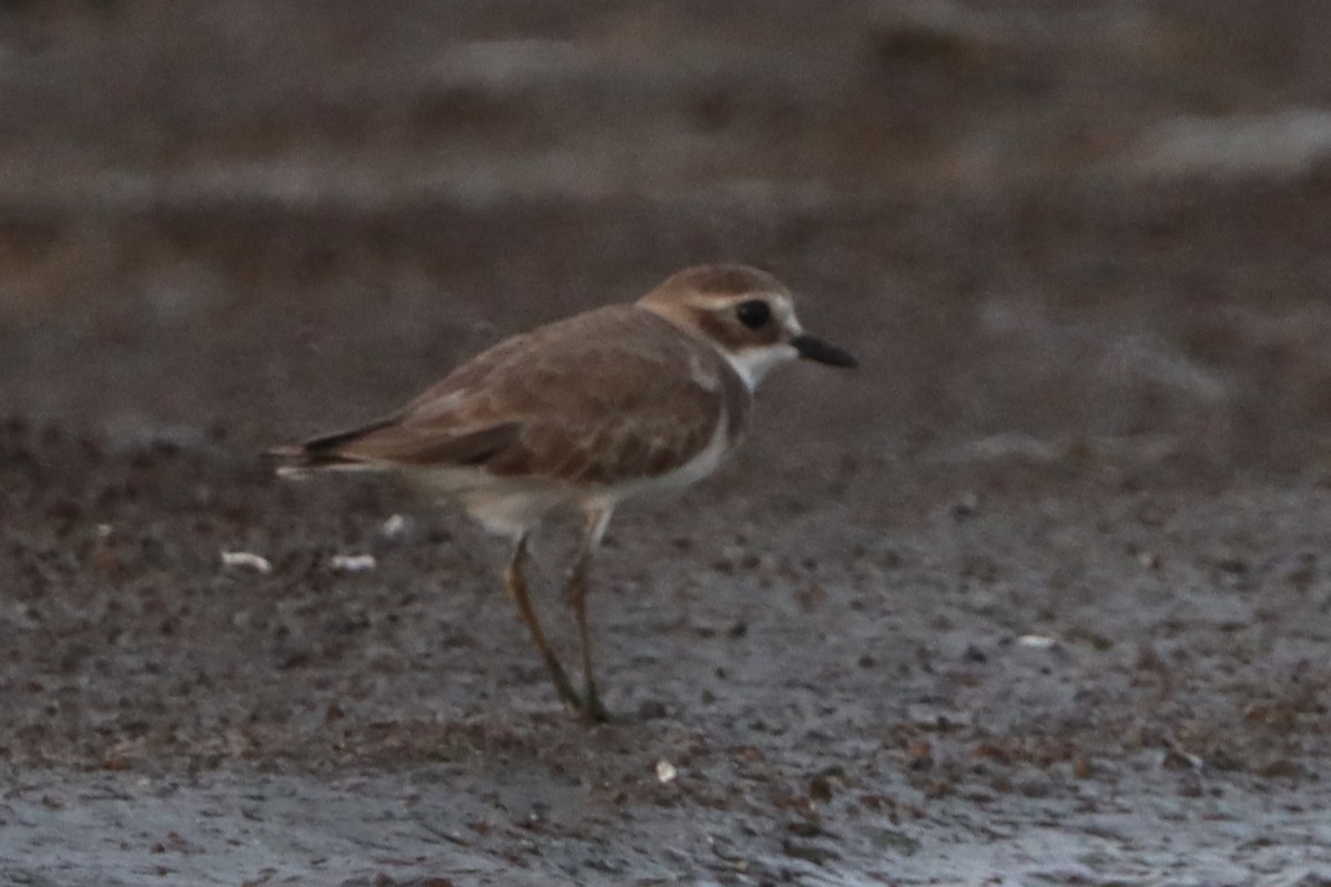 Tibetan Sand-Plover - ML627639801