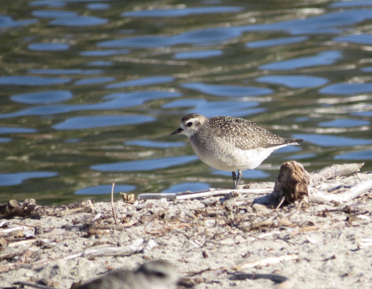 American Golden-Plover - ML627639822