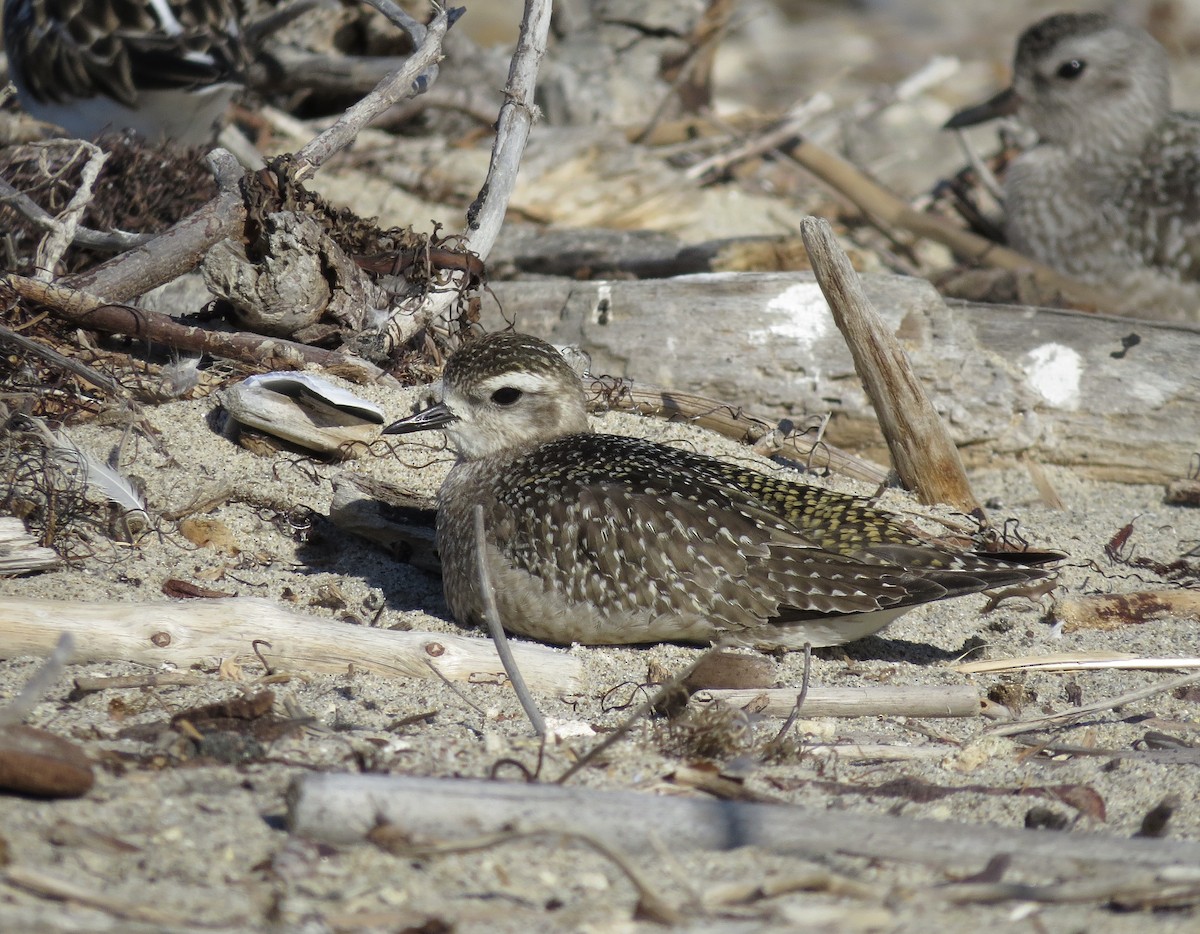 American Golden-Plover - ML627639823
