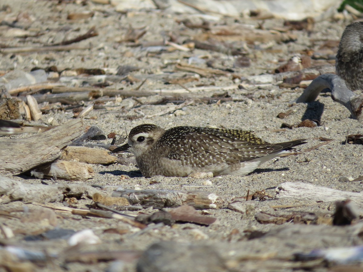American Golden-Plover - ML627639824