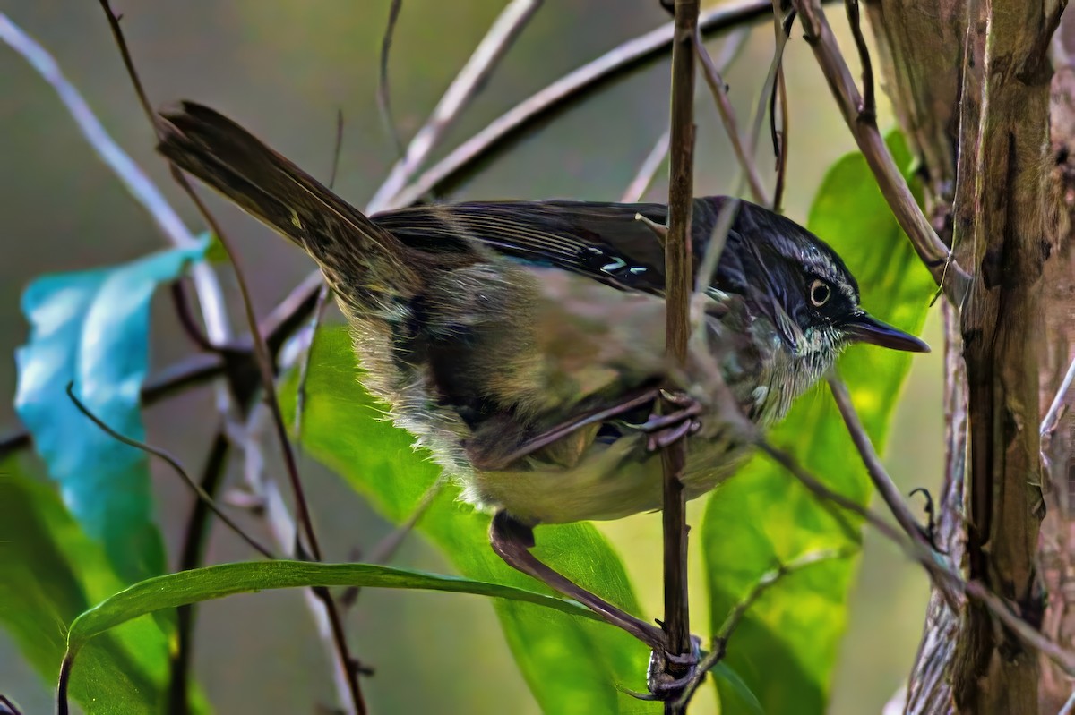 White-browed Scrubwren (White-browed) - ML627639869