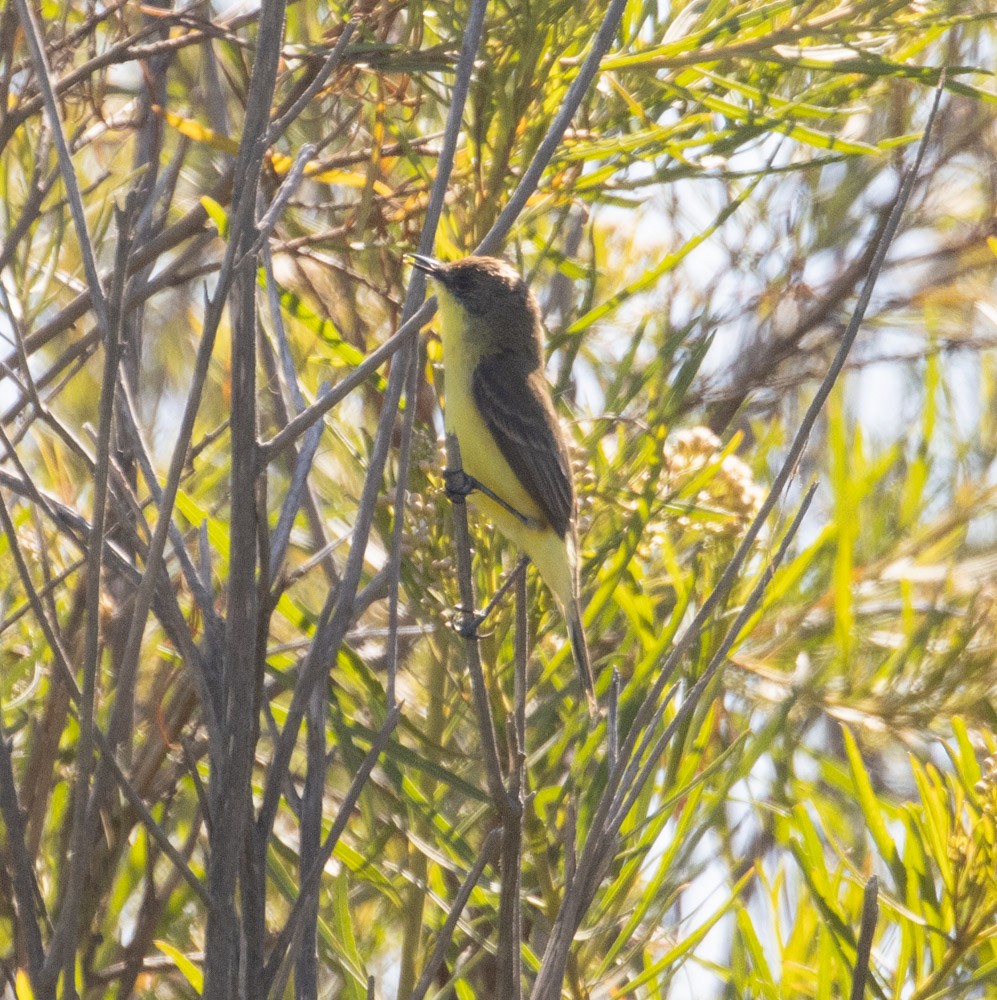 Ticking Doradito - ML627639889