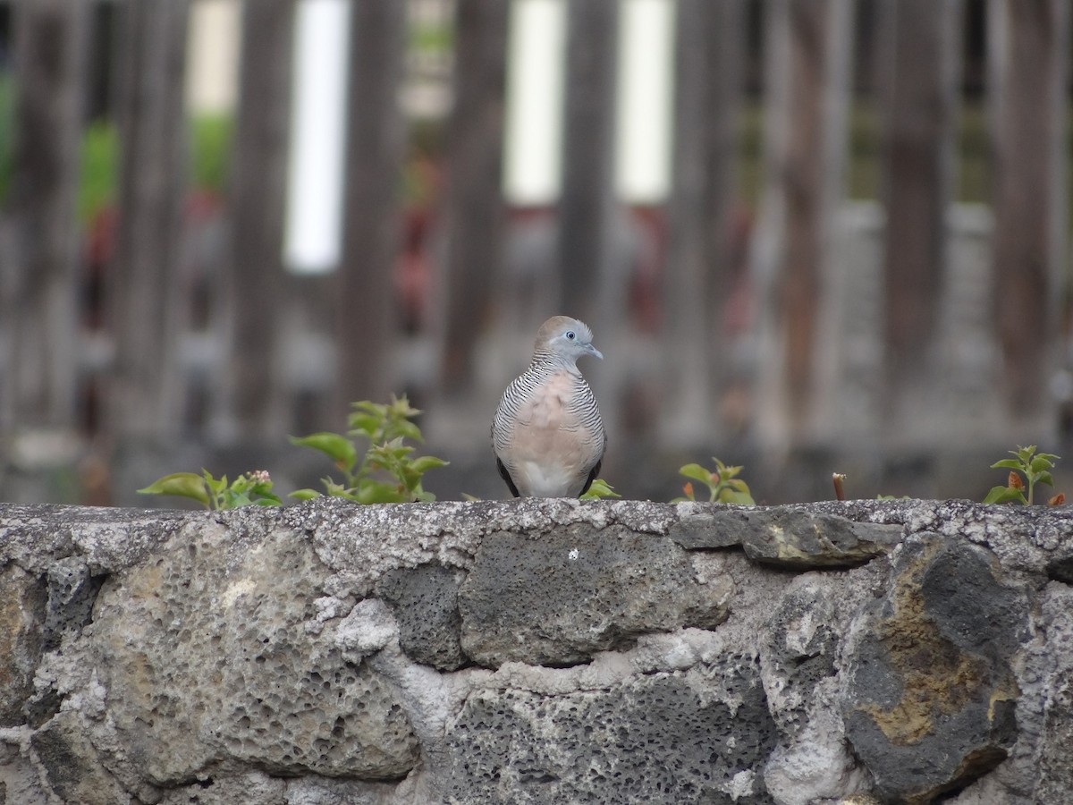 Zebra Dove - ML627639981