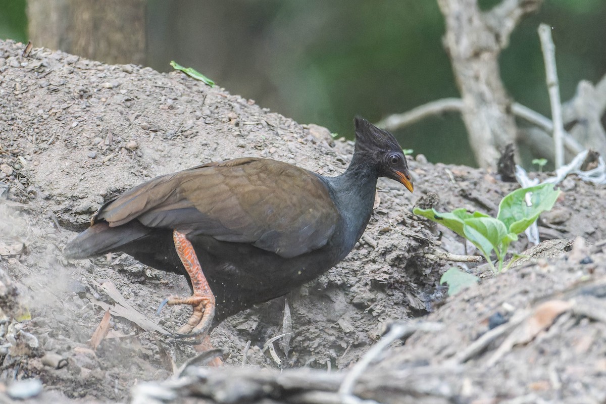Orange-footed Megapode - ML627639983