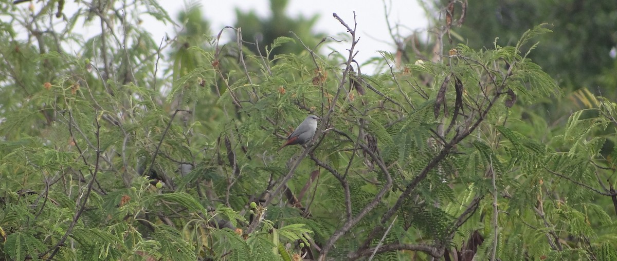 Lavender Waxbill - ML627639984