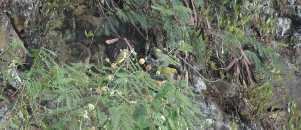 Yellow-fronted Canary - ML627639985