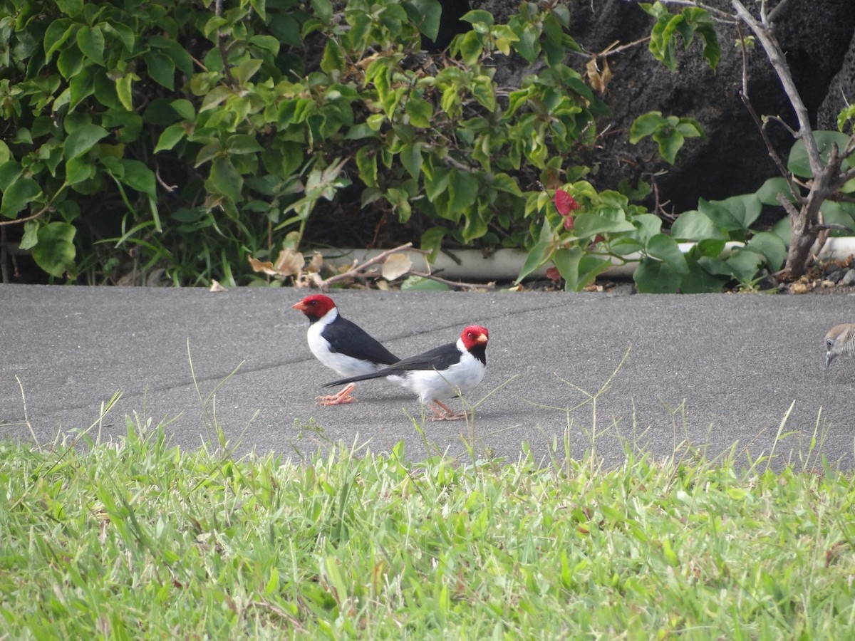 Yellow-billed Cardinal - ML627639986