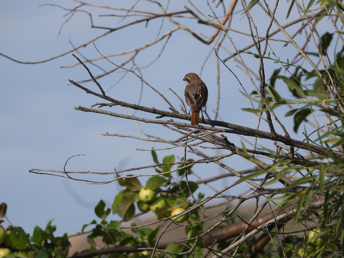 Red-tailed Shrike - ML627640009