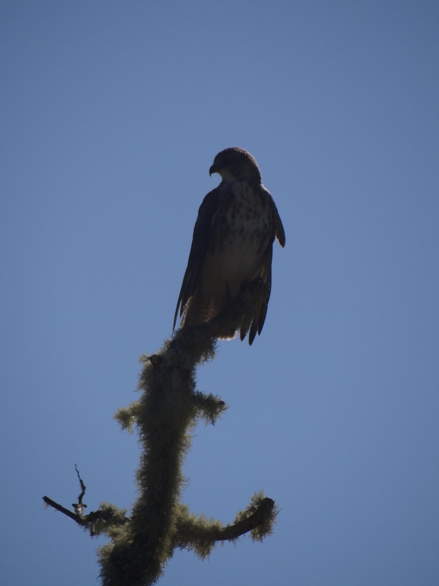 Hawaiian Hawk - ML627640058