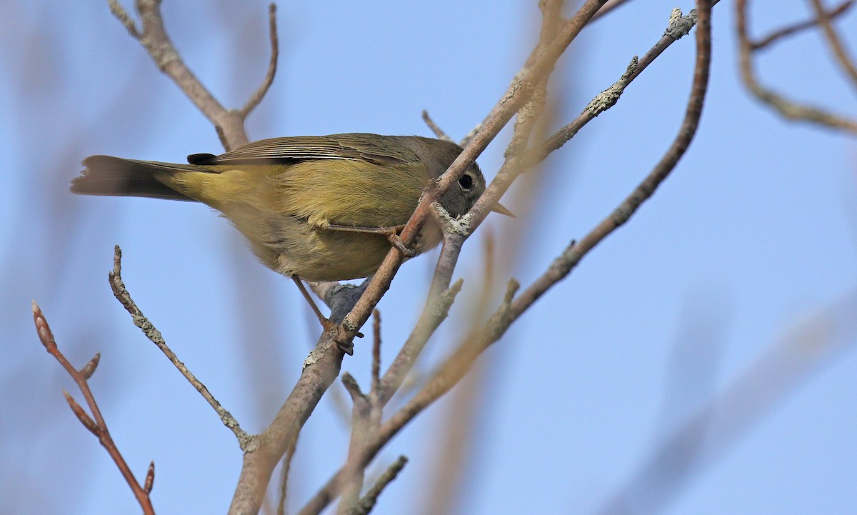 Orange-crowned Warbler (Gray-headed) - ML627640064