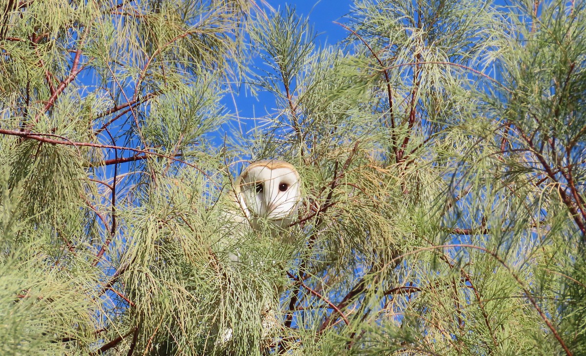 American Barn Owl - ML627640092