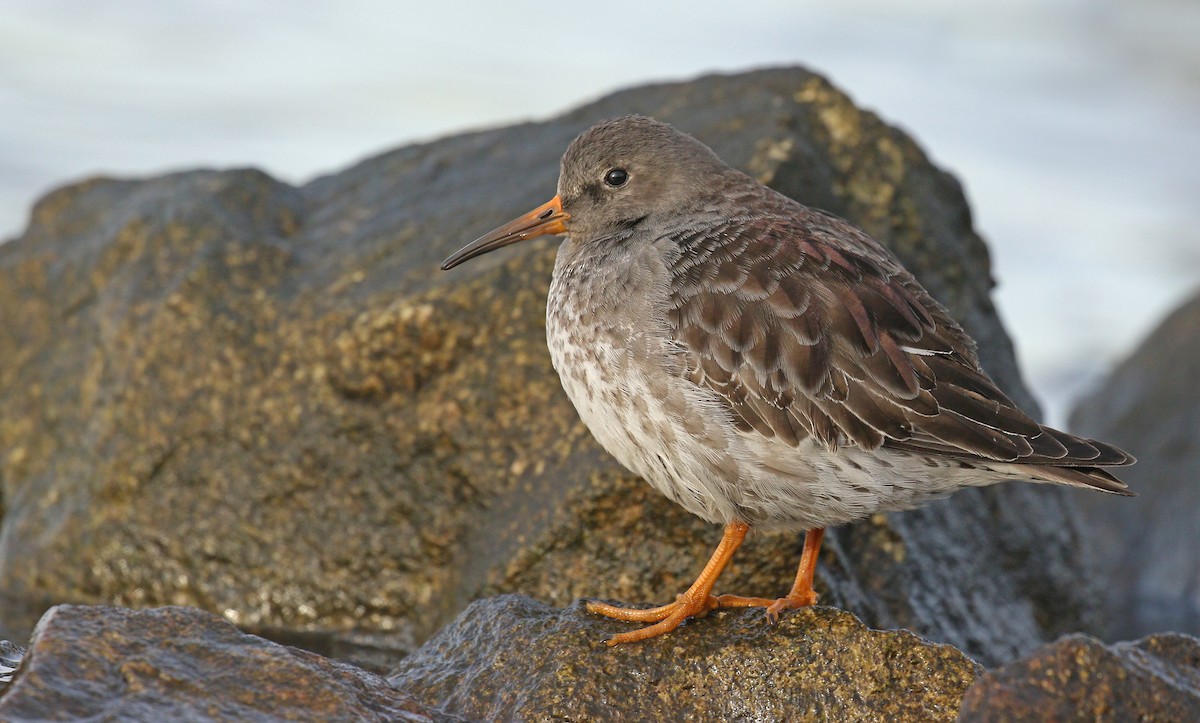 Purple Sandpiper - ML627640117