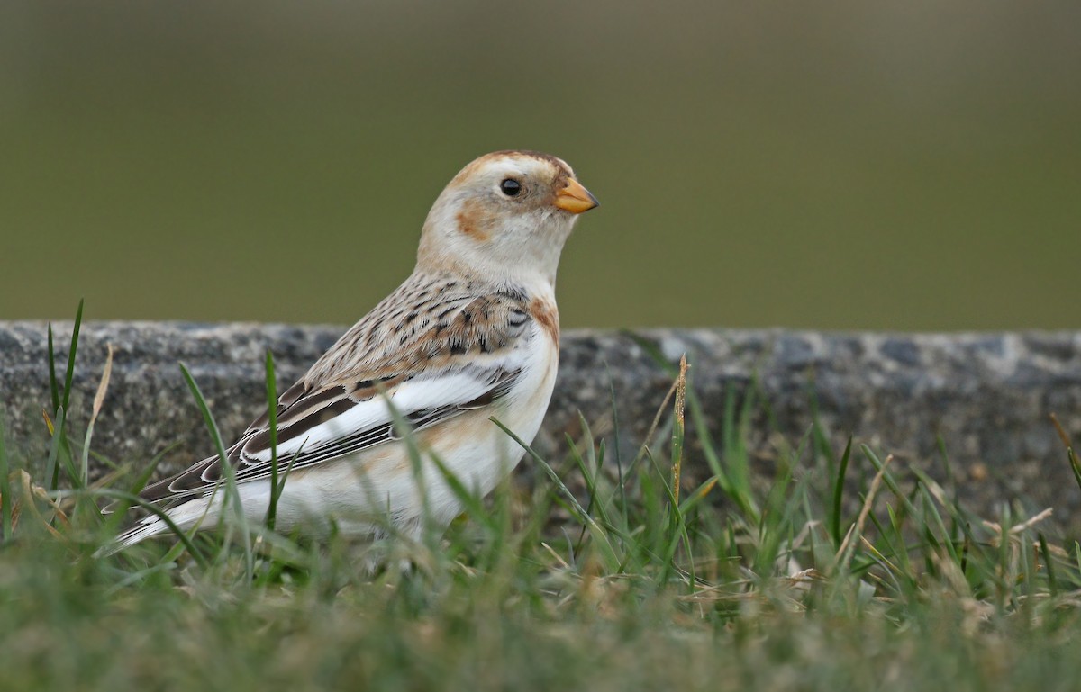 Snow Bunting - ML627640120