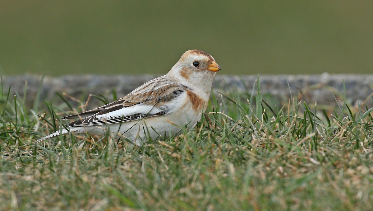 Snow Bunting - ML627640122