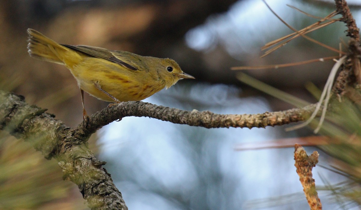 Northern Yellow Warbler - ML627640135