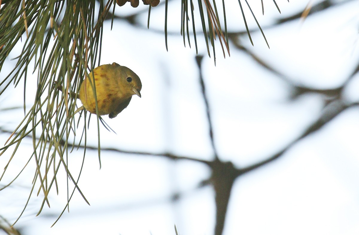 Northern Yellow Warbler - ML627640137