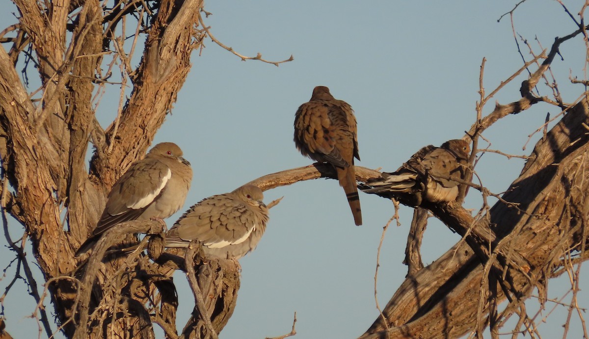 White-winged Dove - ML627640146