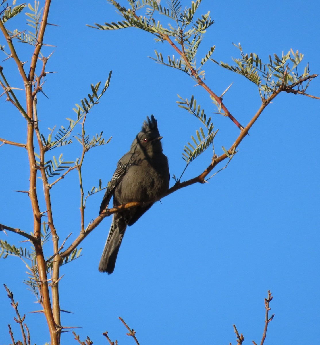 Phainopepla - ML627640158