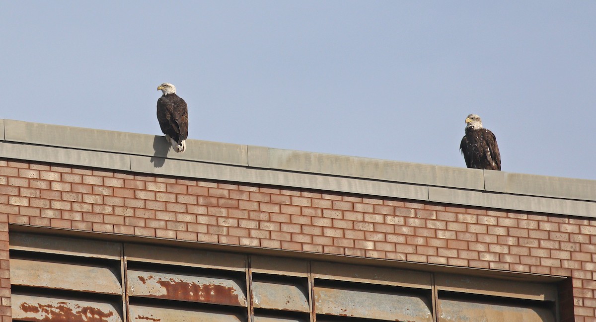 Bald Eagle - ML627640159