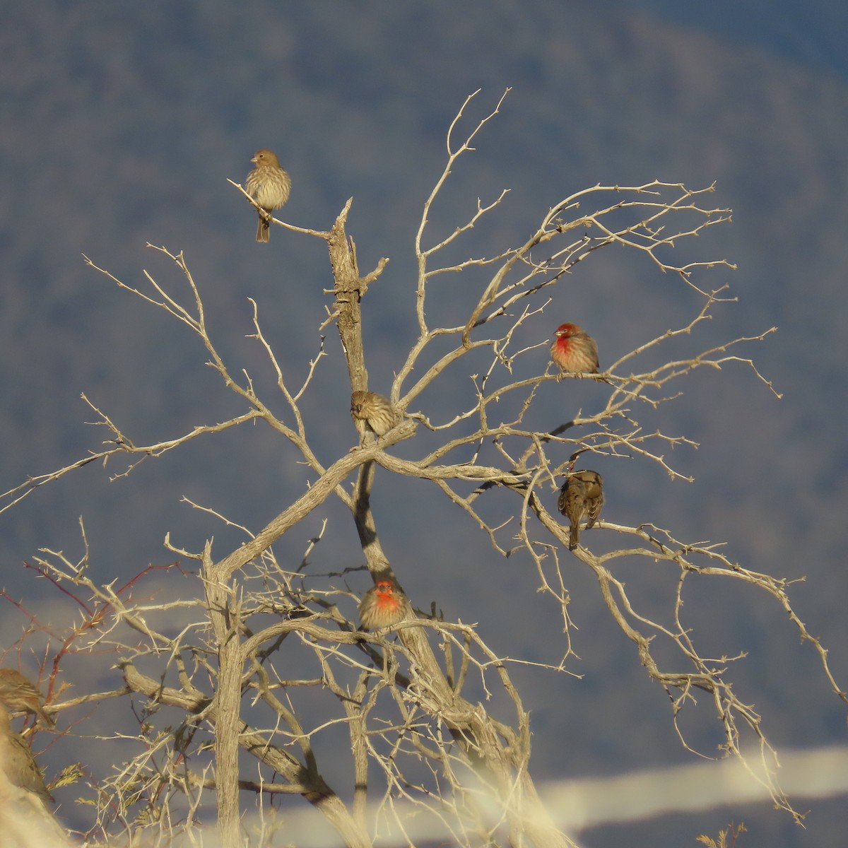 House Finch - ML627640168