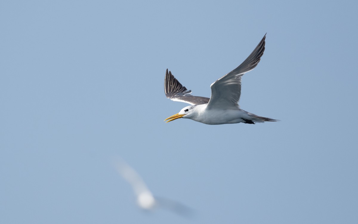 Great Crested Tern - ML627640246