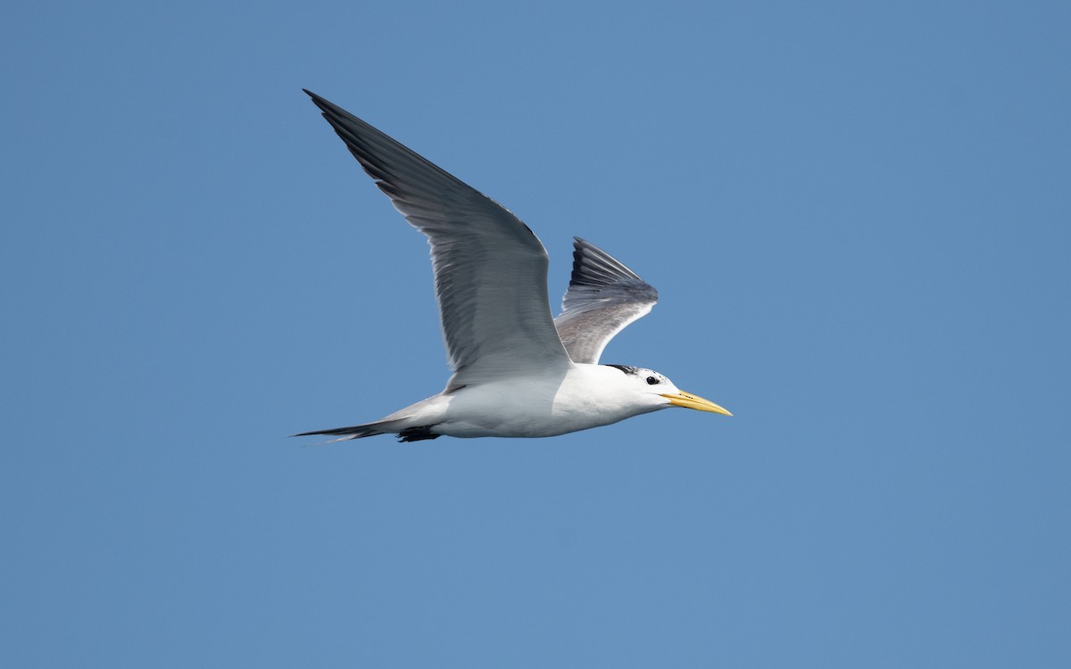 Great Crested Tern - ML627640247
