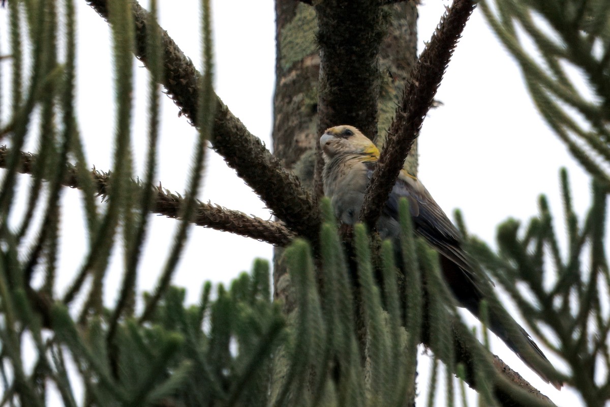 Pale-headed Rosella - ML627640320