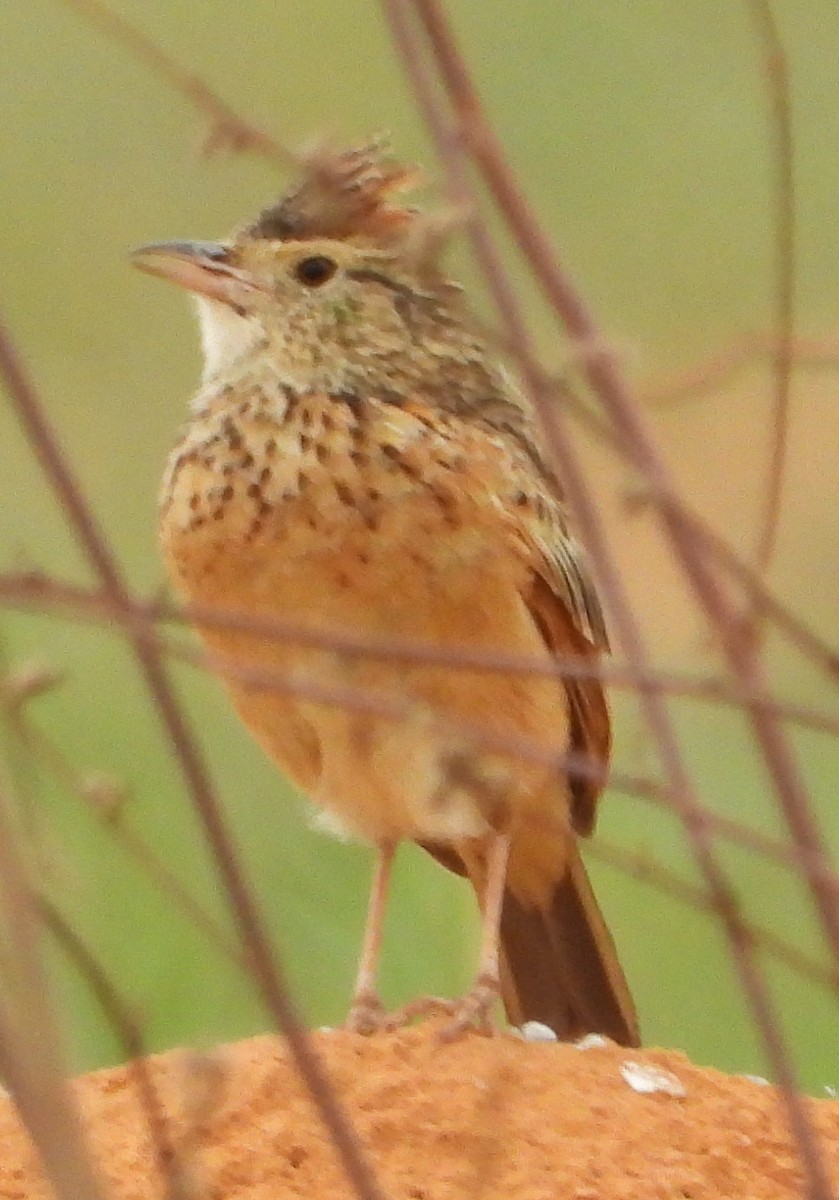 Rufous-naped Lark - ML627640335