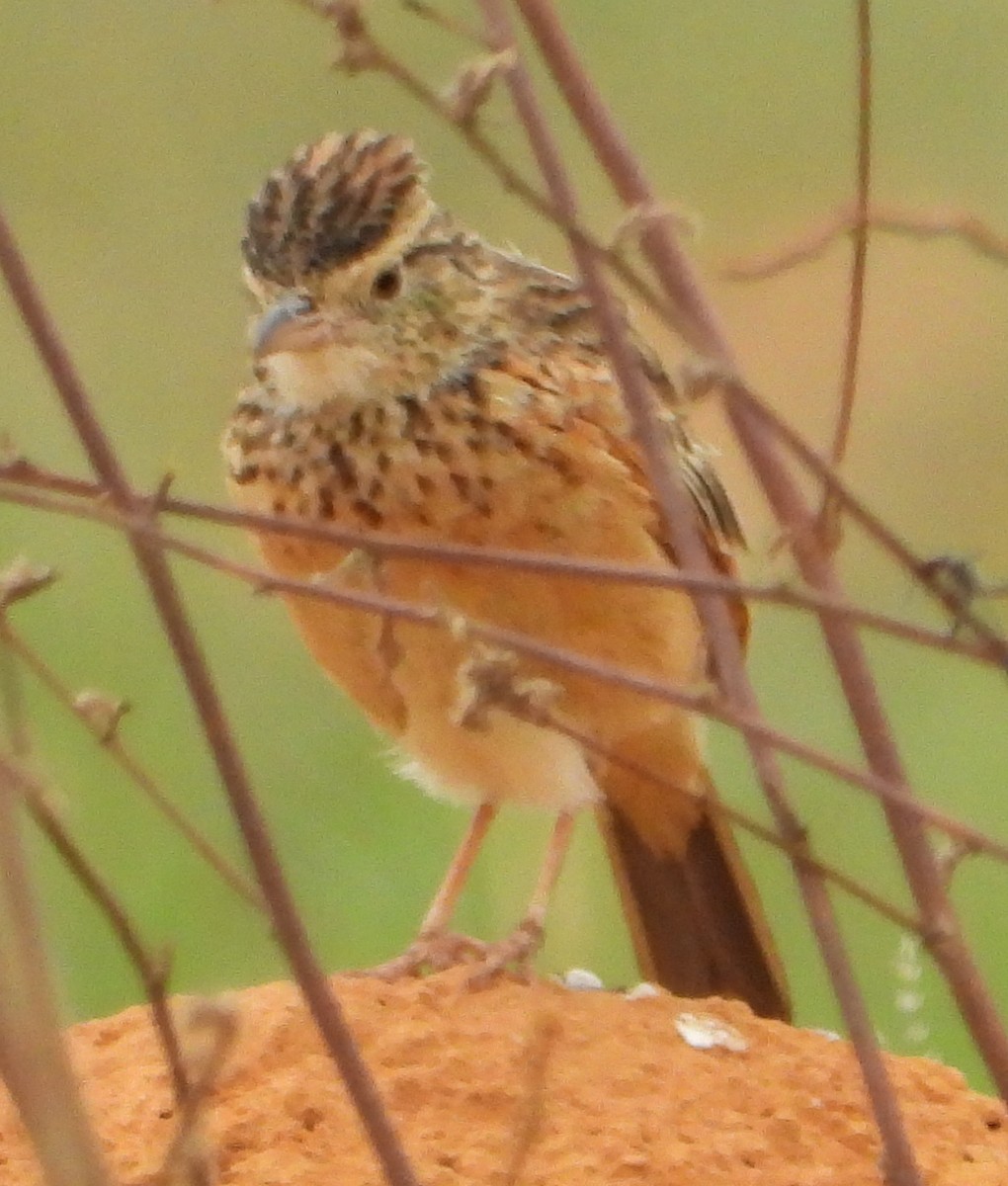 Rufous-naped Lark - ML627640336