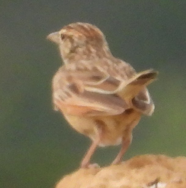 Rufous-naped Lark - ML627640368