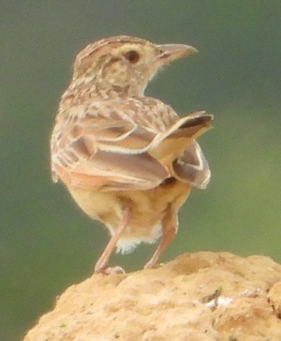 Rufous-naped Lark - ML627640369